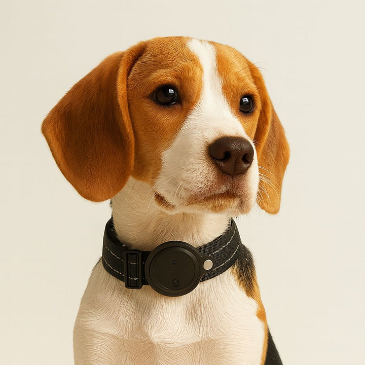 Pour votre chien