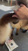 Félix — collier connecté Keepwatch porté par un chat